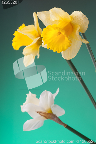 Image of yellow and white narcissus on green background