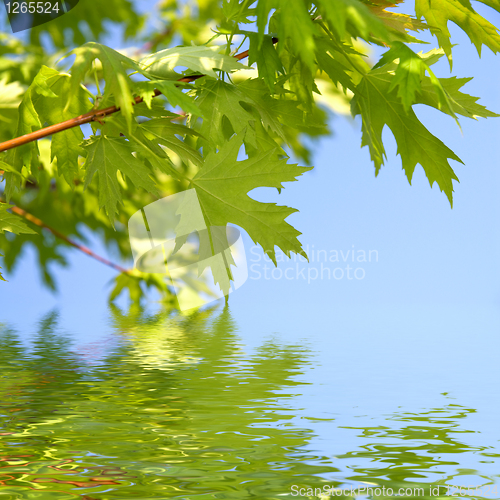 Image of green spring leaves against blue sky