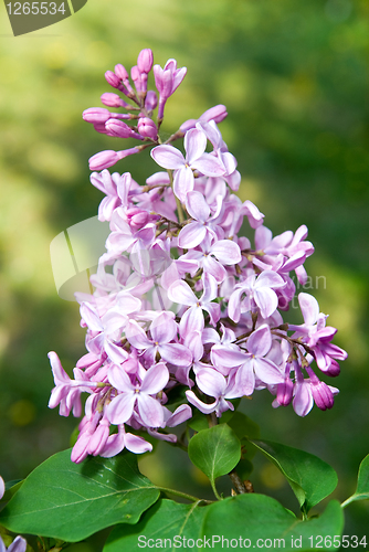 Image of Spring lilac flowers with leaves