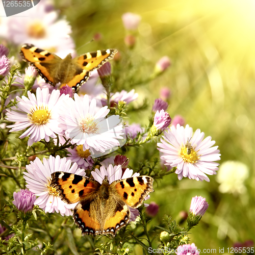 Image of two butterfly on flowers