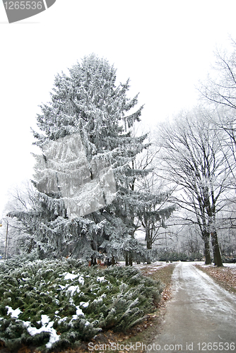 Image of Winter forest