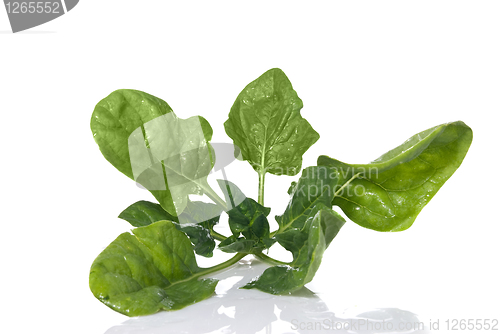 Image of green spinach isolated on white