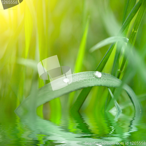 Image of green grass with water drop and sun light
