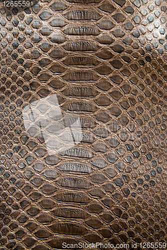 Image of brown crocodile texture