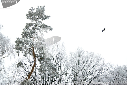 Image of Winter forest