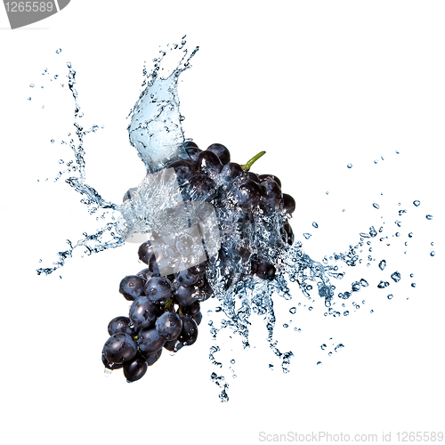 Image of blue grape with water splash isolated on white