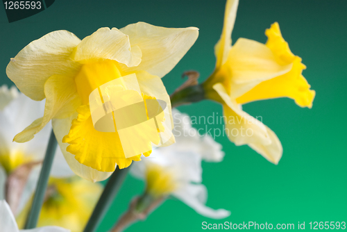 Image of yellow and white narcissus on green background