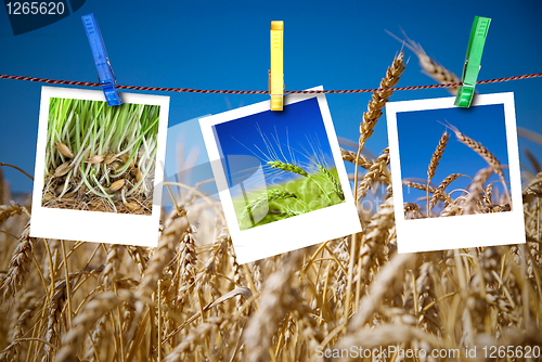 Image of photos of wheat hang on rope with pins. Seasonal growth concept