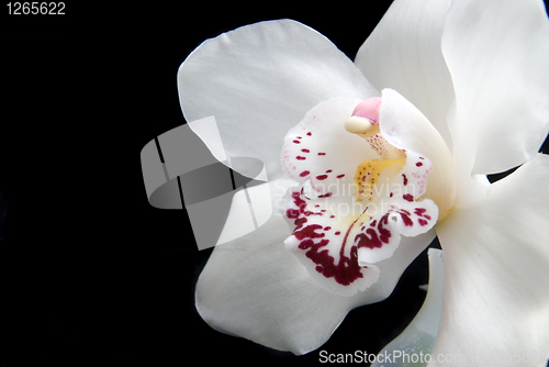 Image of close up white orchid isolated on black