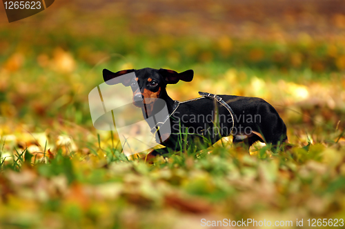 Image of Happy dachshund dog in park