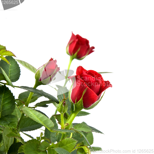 Image of red rose bouquet isolated on white