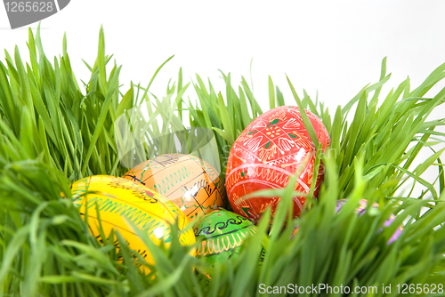 Image of color easter eggs in nest from green grass on white