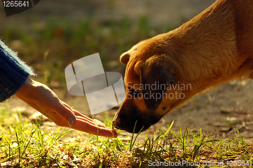 Image of dog and hand