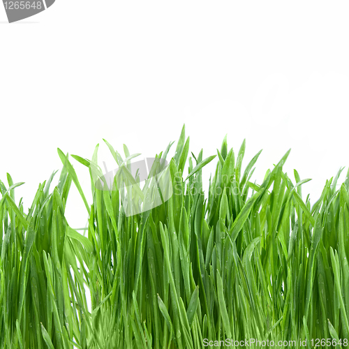 Image of close-up green grass isolated on white