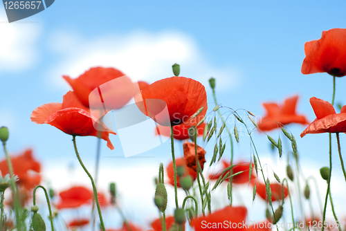 Image of poppy against blue sky