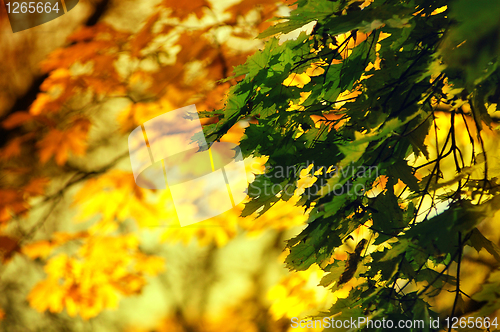 Image of autumn leaves