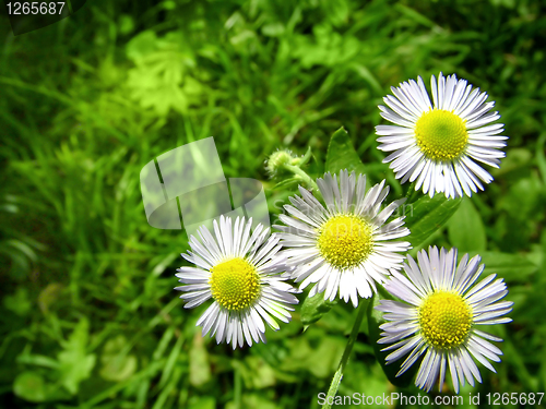 Image of white chamomiles with green grass