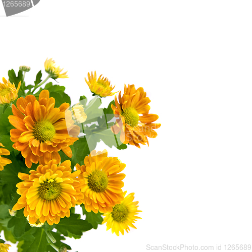 Image of yellow chrysanthemum bouquet isolated on white