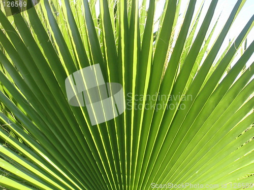 Image of palm leaf