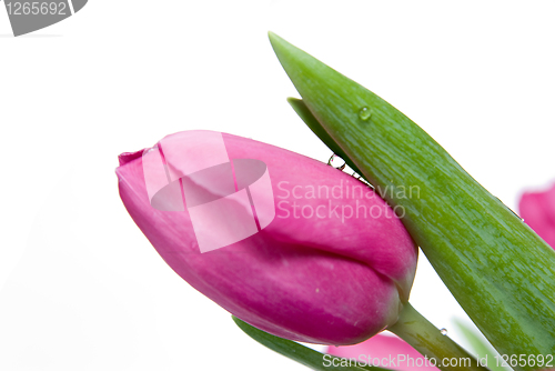 Image of water drop on pink tulip isolated on white
