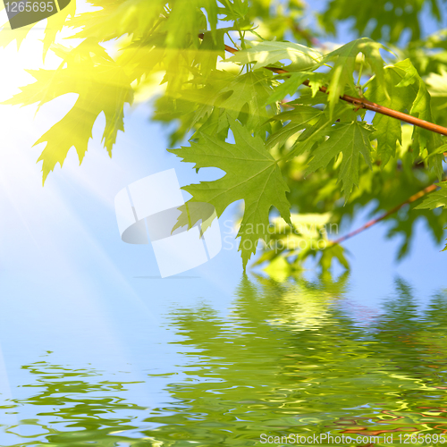Image of green spring leaves against blue sky