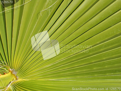 Image of palm leaf
