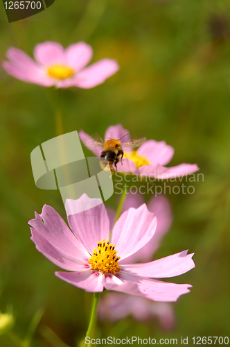 Image of Fly of the bee on flowers