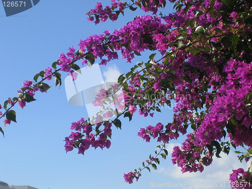 Image of purple flowers in the sky