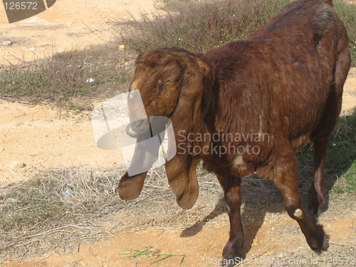 Image of funny goat with long ears