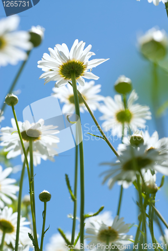 Image of white chamomiles on meadow