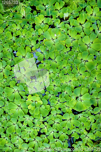 Image of background from green duckweed in water