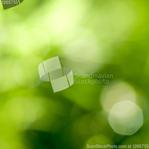 Image of abstract green natural backgound