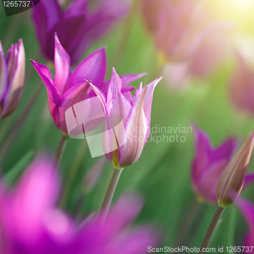 Image of Close up photo of pink tulips with sun beam