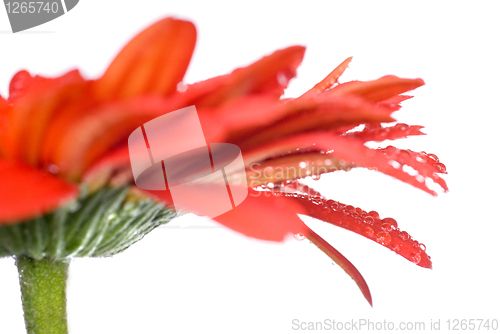 Image of Macro of red daisy-gerbera head with water drops isolated on whi