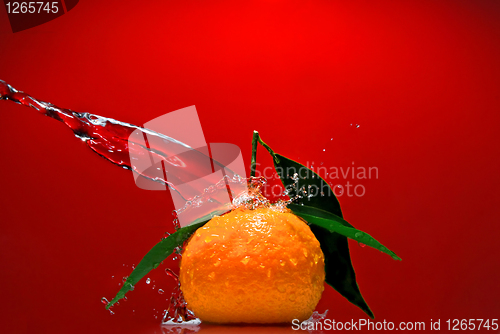 Image of Tangerine with green leaves and water splash on red background