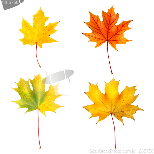 Image of autumn maple leaves