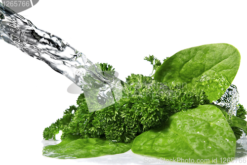 Image of water drops on green spinach and parsley isolated on white