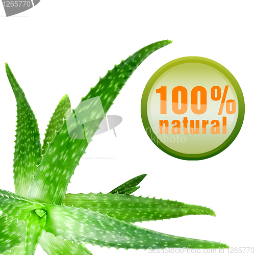 Image of close-up photo of green aloe vera with icon isolated on white
