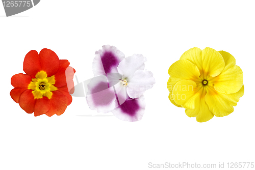 Image of various color flowers isolated on white