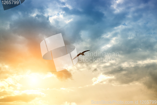 Image of bird and dramatic clouds