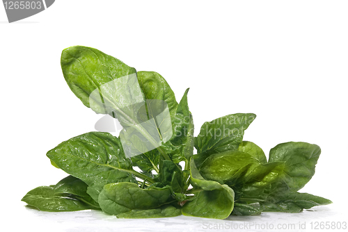 Image of green spinach isolated on white