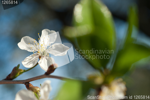 Image of spring blossom of apple tree against blue sky