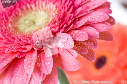 Image of Close up pink daisy-gerbera with water drops