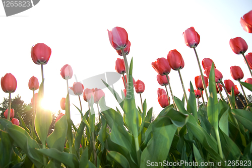 Image of red tulips against sunset