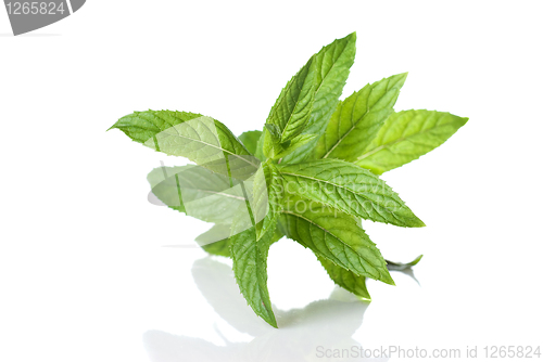 Image of green mint isolated on white