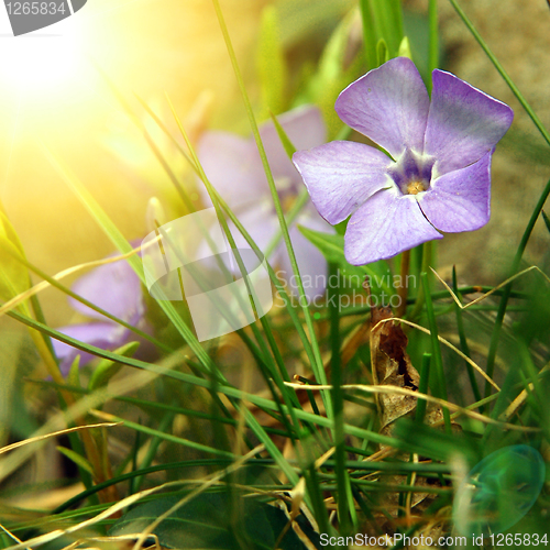 Image of spring flowers