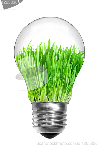 Image of Natural energy concept. Light bulb with green grass inside isola