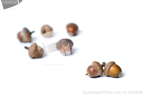 Image of pair against group of acorns isolated on white