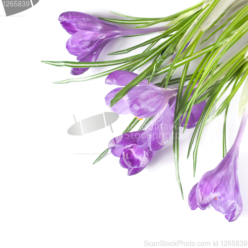 Image of crocus bouquet isolated on white