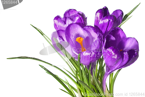 Image of crocus bouquet with water drops isolated on white